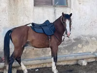 马匹（批次，未指定性别）, Horses — 照片 1