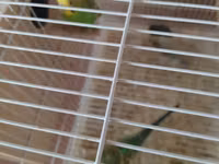 2 ədəd yuva 2 cüt papuqay.iki cüt ikside yumurta usdunde yatır — foto 4