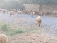 Moutons (lot, sexe non indiqué), Moutons — photo 2