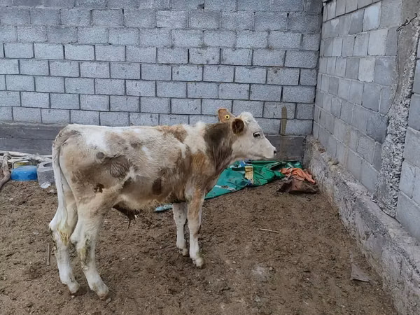 காளை, Simmental cattle