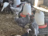 Turkeys — foto 2