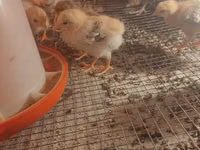 Australorp — foto 5