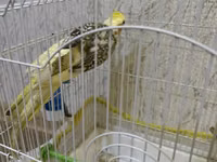 Növ: Nimfa (Cockatiel) tutuquşusu Razilaşmayla Qefes quş bir yerde — Foto 3