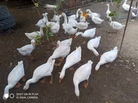 Geese — ფოტო 1