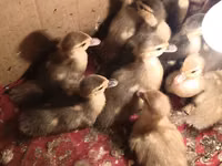 Ducks — foto 3