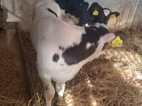 காளை, Russian Black pied cattle — புகைப்படம் 1