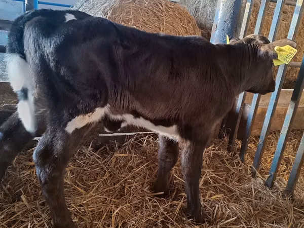 母牛, Russian Black pied cattle
