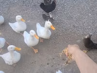 Amerikan Pekin — foto 2