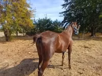 Toychoq, Standardbred — 4-rasm