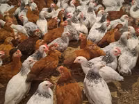 Chickens — foto 2