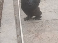 Brahma — foto 1