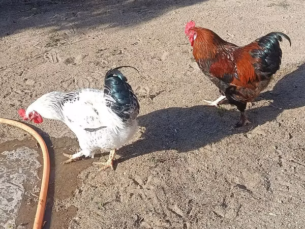 Chickens