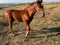 Kobyła, Konie — zdjęcie 5