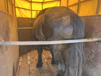 Koń, Konie — zdjęcie 3