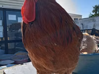 Chickens — foto 4