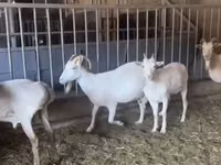 Chèvre, Pomellata goat — photo 4