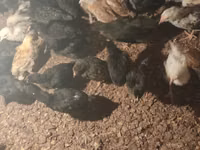 Chickens — 2-сурет