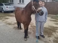 母马, Horses — 照片 2
