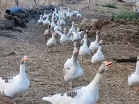 Geese — foto 3