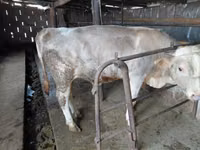 Touro, Vaca vermelha sem chifres — foto 3