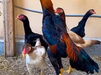 Chickens — Foto 1
