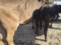 Vaca, Russian Black pied cattle — foto 4