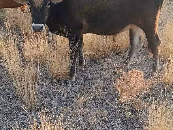 Buğa, Mal-qara