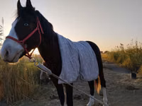 Cavalo, Cavalos — foto 8
