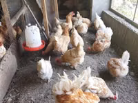 லோமான் பிரௌன் — புகைப்படம் 1