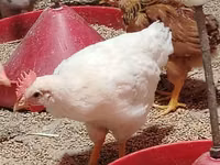 Chickens — foto 2