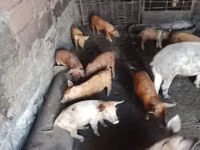 Säue, Schweine — Foto 7