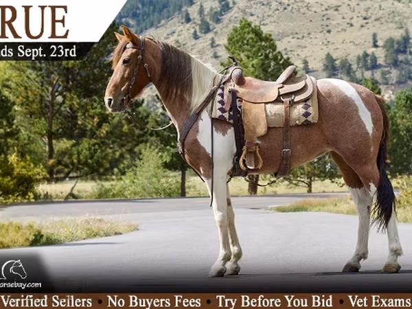 Jument, Tennessee Walking Horse