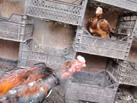 Chickens — फ़ोटो 4