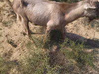 Cabro, Cabras — foto 1