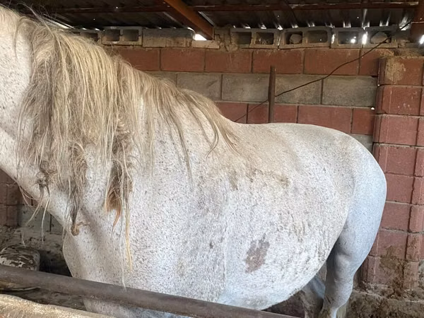 母马, Horses