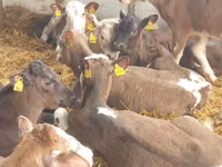 मवेशी (लॉट, लिंग निर्दिष्ट नहीं), Simmental cattle — फ़ोटो 6