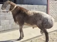 Widder, Hissar sheep — Foto 1