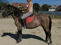 Jument, Polish pony — photo 1