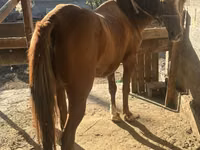Égua, Cavalos — foto 1