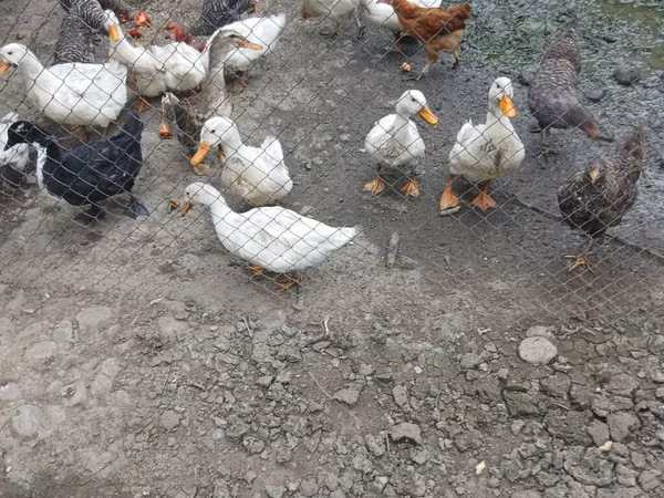 Chickens — أذربيجان