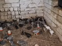 Chickens — Foto 2