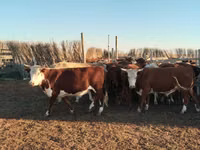 Bull, Simmental cattle — photo 1