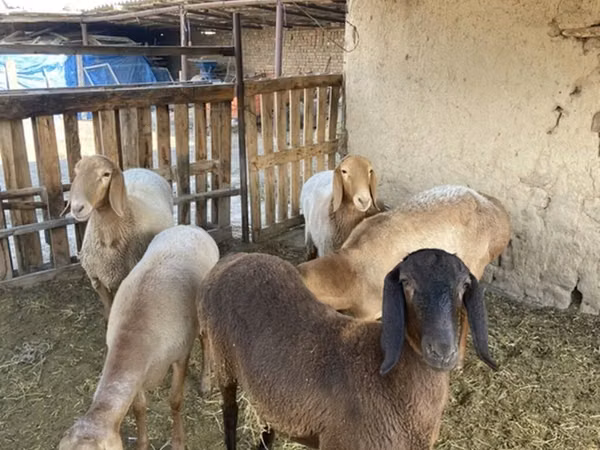 ஆண் ஆடு, Arashan sheep