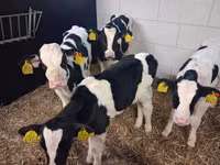 雄牛, Russian Black pied cattle — 写真 2