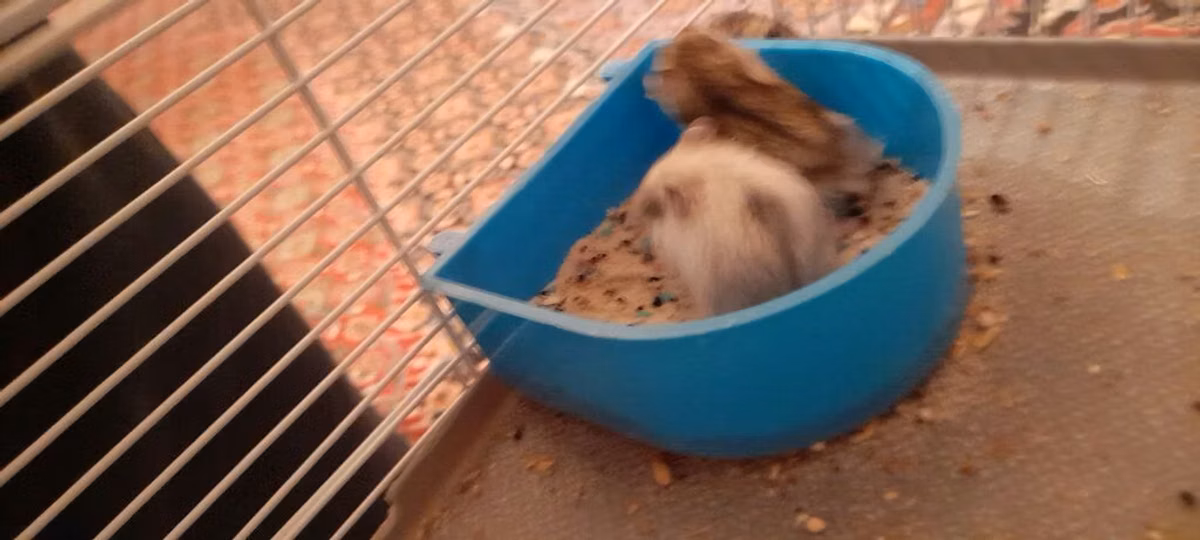 Hamster qəfəsi və aksesuar dəsti - Kiçik gəmiricilər üçün iki