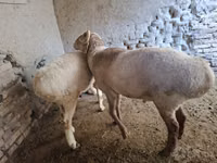 Bélier, Moutons — photo 3
