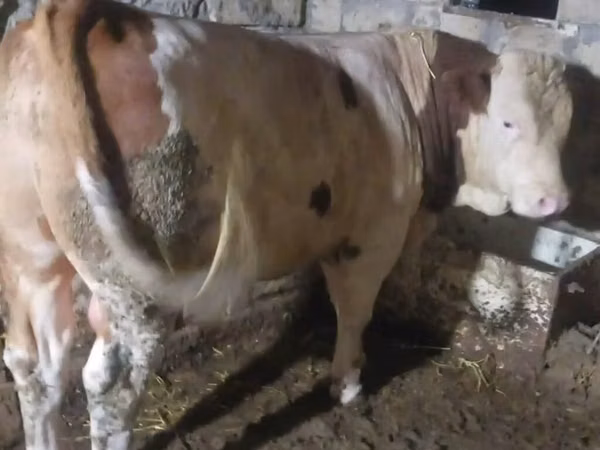 Býk, Simmental cattle — Ázerbájdžán