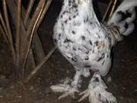 Bantam japonesa — foto 1