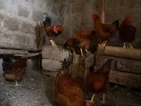 Chickens — الصورة 4