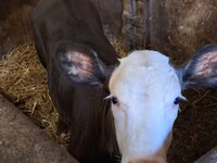 பசு, Charolais cattle — புகைப்படம் 4